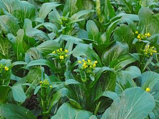 Raw choy sum with yellow flowers growing in a field