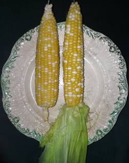 Corn on the cob on a plate