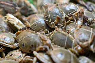 A pile of live mud crabs