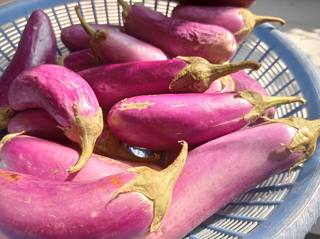 Long purple eggplants