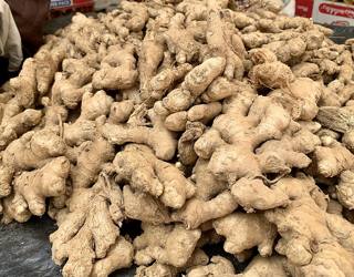Fresh ginger root