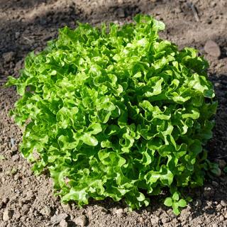 A head of green leaf lettuce