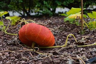 An orange pumpkin