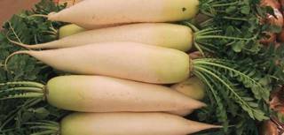 White radish (daikon)