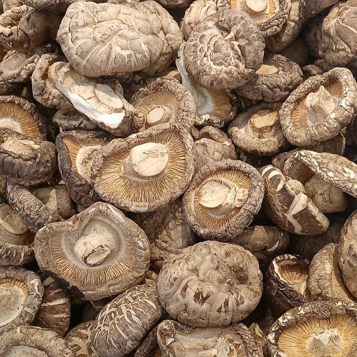 A pile of dried shiitake mushrooms with brown caps