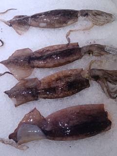 Whole fresh squid